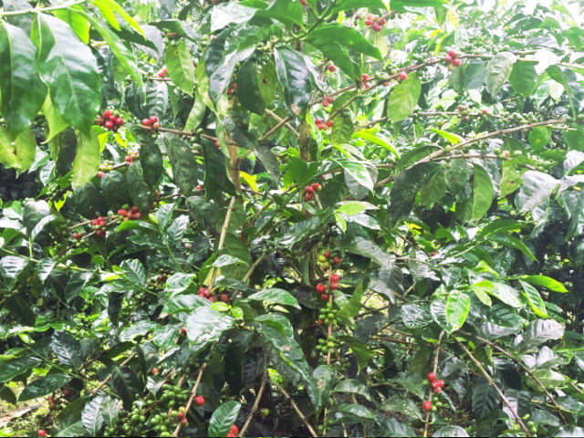 ティピカのコーヒーの木