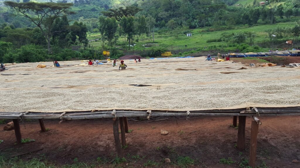 ゲルセイ村のアフリカンベッドによる乾燥工程